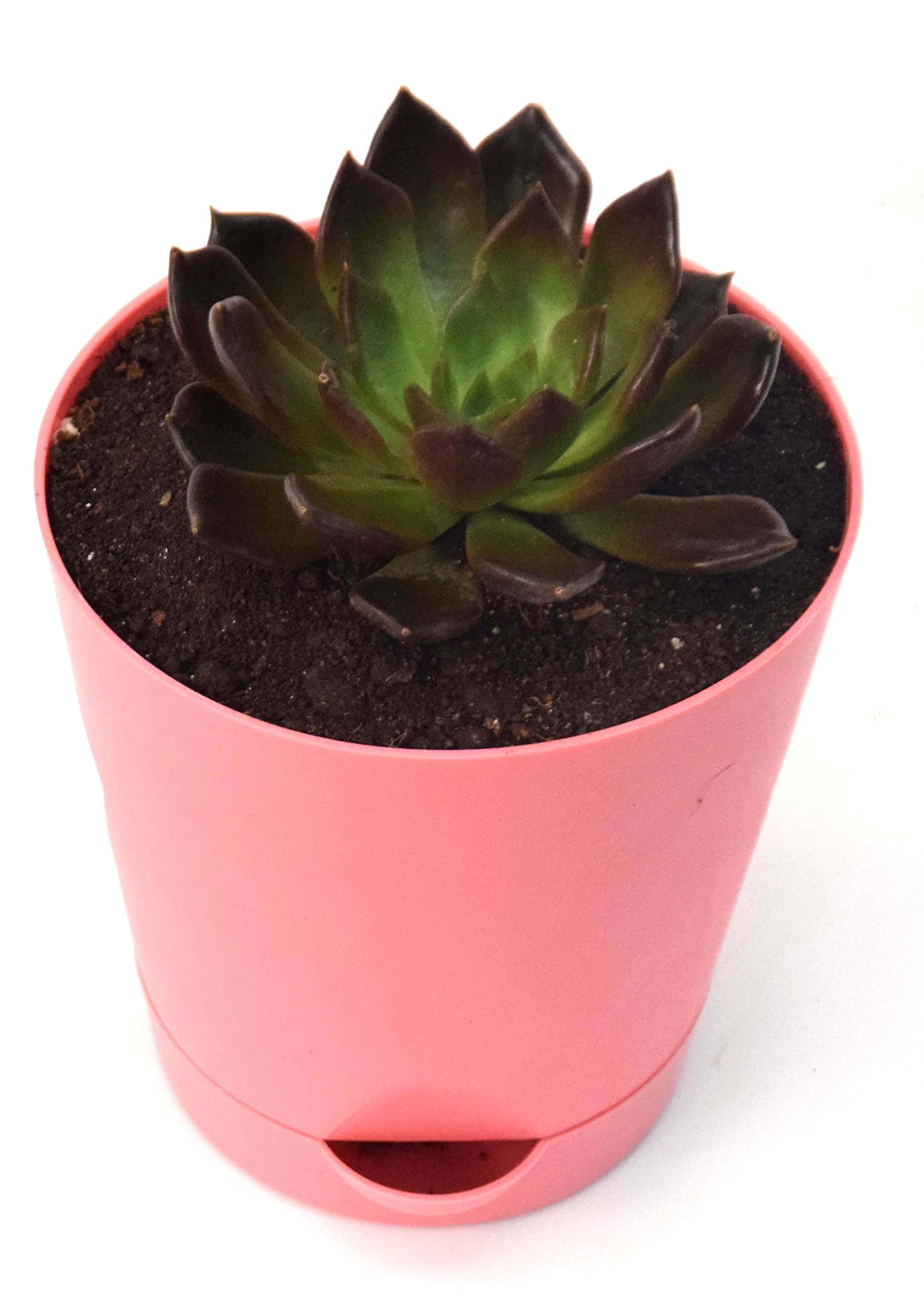 See full amazon price history chart for Vh Veryhom Vishnu Kamal Echeveria Black Prince Succulent With Self Watering Pot By Veryhom Vh Veryhom Vishnu Kamal Echeveria Black Prince Succulent With Self Watering Pot By Veryhom (B09YH8K3C7) Amazon Price History, Amazon Price Tracker