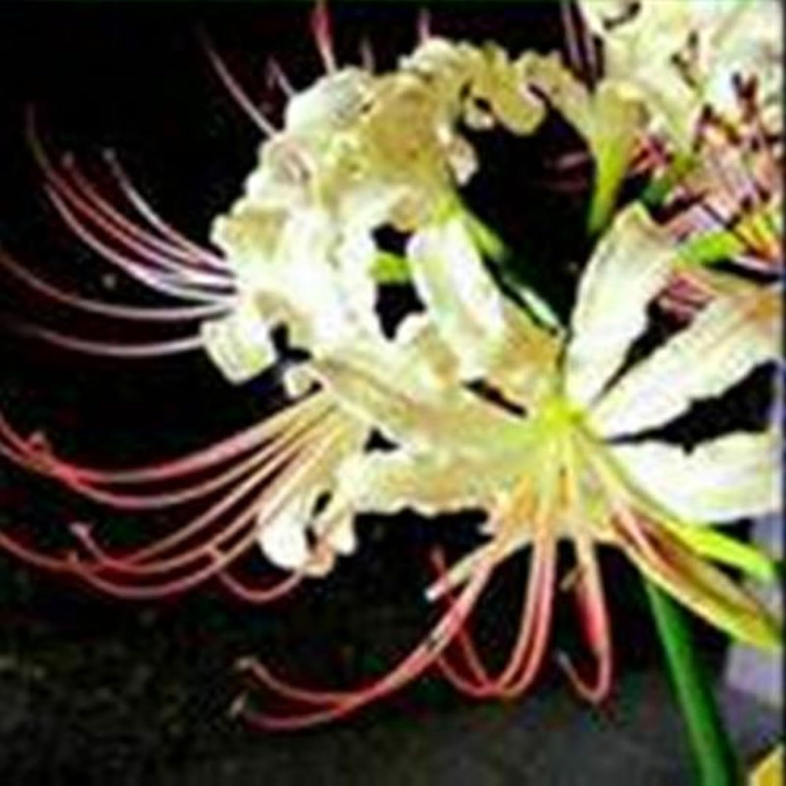 Iridescent,Perennial,Hardy,Gorgeous Spider Lily Bulbs Mix UK,Good for Containers,Flowering Rhizome,Excellent Display,Balcony Garden Bulbs.-6bulbs-B