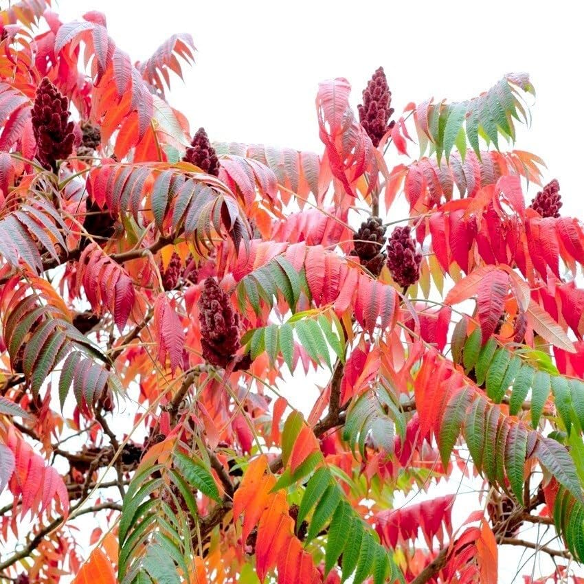 Plant Theory Stag's Horn Sumach Rhus Typhina Shrub Plant 2L Pot
