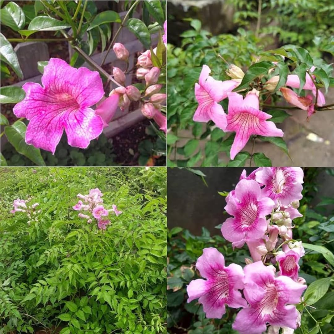 See full amazon price history chart for Nursery Live Rare Tecoma Flowering Plant (Pink, Hybrid) Tecoma Exotic 1 Live Flowering Plant Nursery Live Rare Tecoma Flowering Plant (Pink, Hybrid) Tecoma Exotic 1 Live Flowering Plant (B0DBWPTRRN) Amazon Price History, Amazon Price Tracker