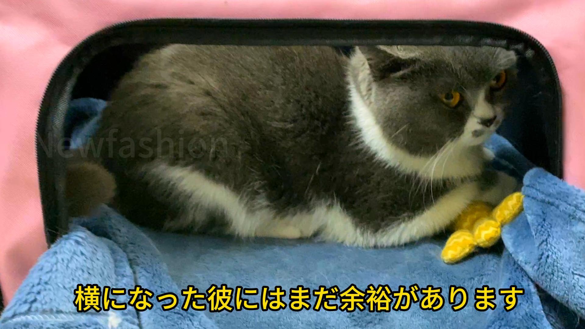Amazon.co.jp: ペットキャリー 折りたたみ 猫 キャリー バッグ 小型犬
