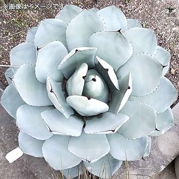 タ*店様 【超希少サイズ/300円スタート】シャークスキン　アガベ　トランカータ 宴*-様 アガベ トランカータ×シャークスキン ジェレミー 発根済