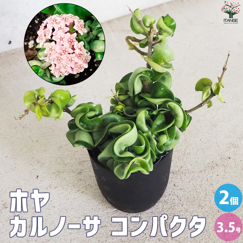 ホヤ カルノーサ コンパクタ レガリス（アルボマジナータ） サクララン Amazon｜ITANSE ホヤ 桜ラン カルノーサ コンパクタ 3.5号 2個