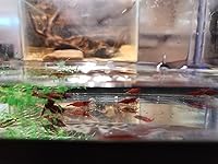 Review Image by Chad Chad