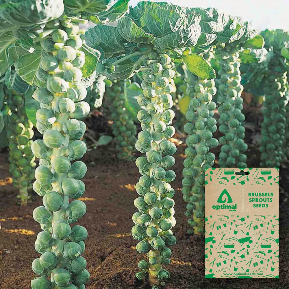 Optimal Seeds Brussels Sprouts Vegetable Seeds