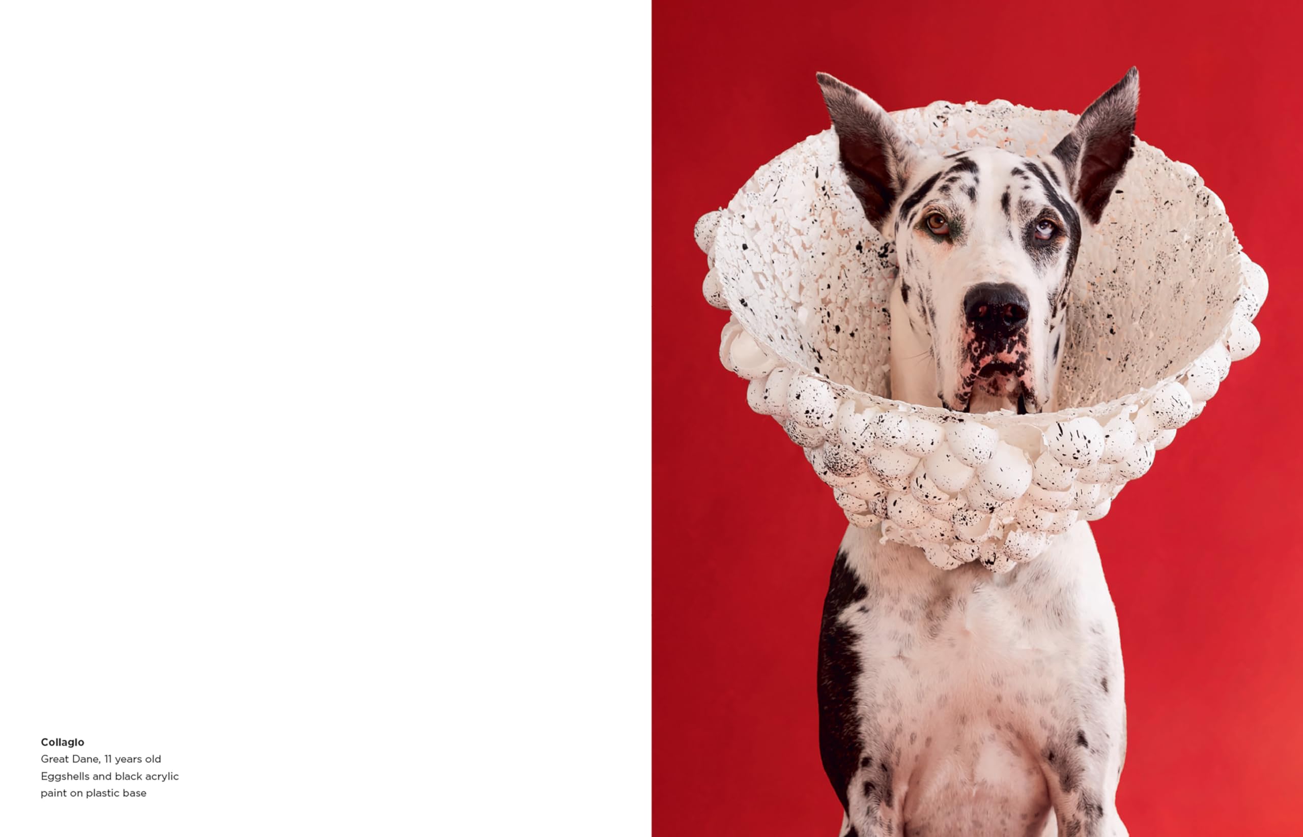 Cone of Shame