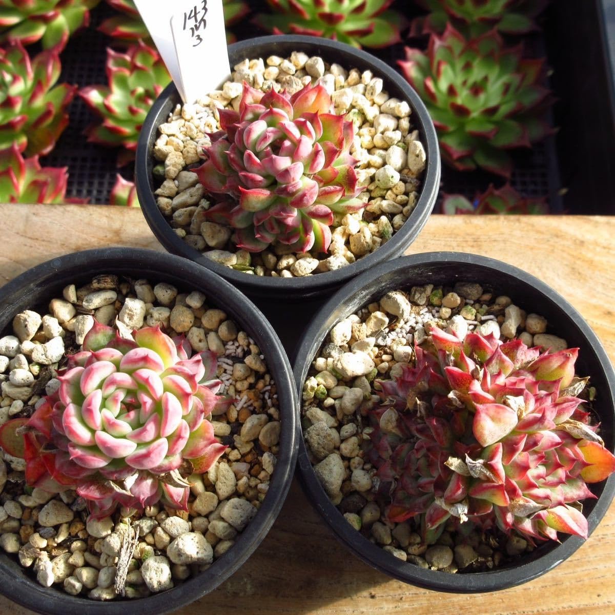 Amazon.co.jp: !!多肉植物 マルシェル3点セット 韓国苗 美苗 Amazon.co.jp: !!多肉植物 マルシェル3点セット 韓国苗 美苗