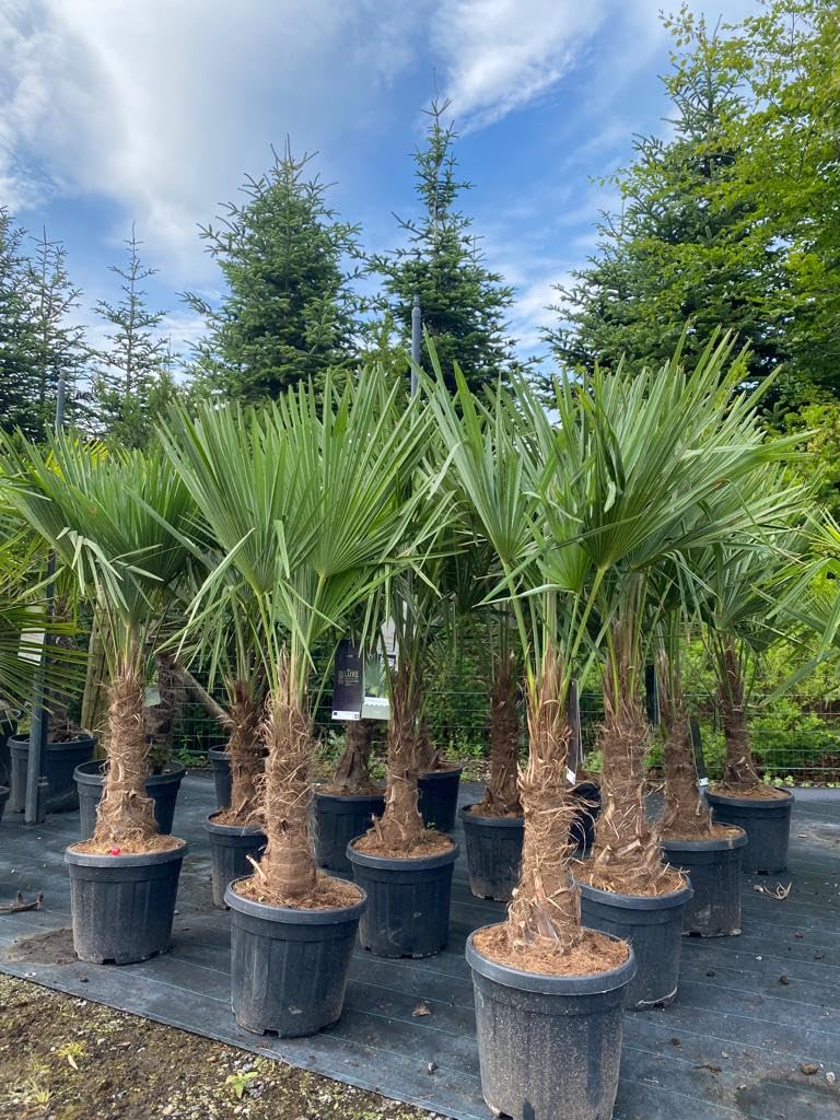 Trachycarpus Fortunei Palma a ventaglio cinese, 140-160 cm, altezza del tronco 30-35 cm, resistente fino a -18°C, vaso Ø 33 cm