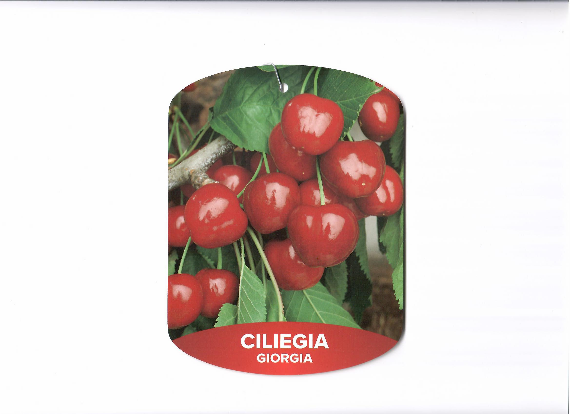 Piante di Ciliegio, piante da frutto (Durone Nero di Vignola I)