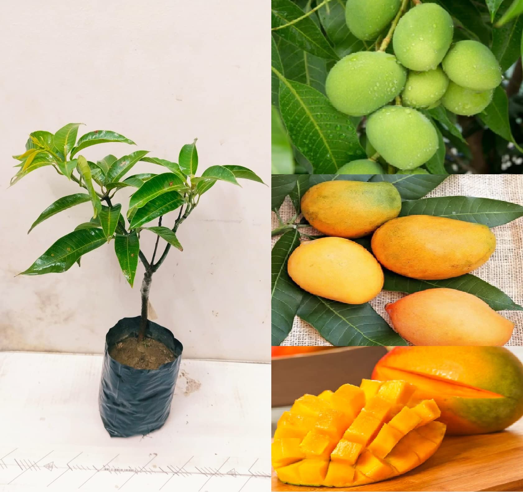 Green view Ram jamun plant, plant for ram jamun (pack of 1) (B0BTBWZ94N) Amazon Price History, Amazon Price Tracker