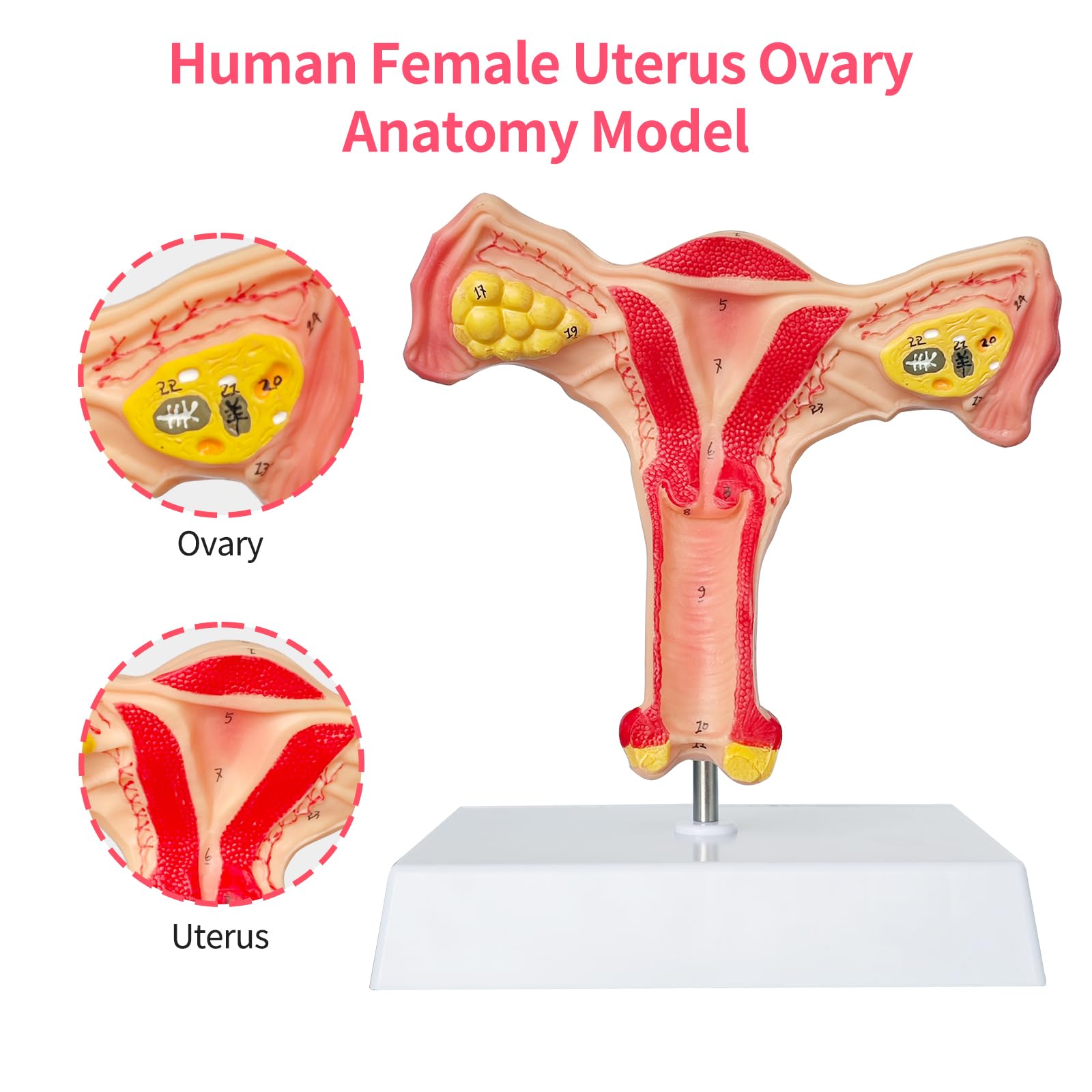 SFXYJ Human Female Uterus Ovary Anatomy Model, Life Size Reproductive Organ shows Vagina Bilateral Ovarian with Product Manual Card and Base, PVC for School Teaching Demonstration and Research