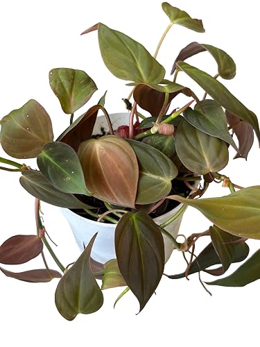Philodendron Micans Live Plant, Air Purifying, Easy Care, 4 inch Pot