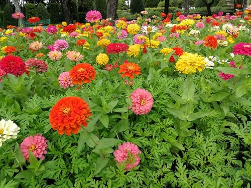 Miniatura 4 de "State Fair Mix" - Semillas de flores de zinnia para plantar, más de 100 semillas por paquete, semillas de jardín de Isla, sin OMG y semillas de