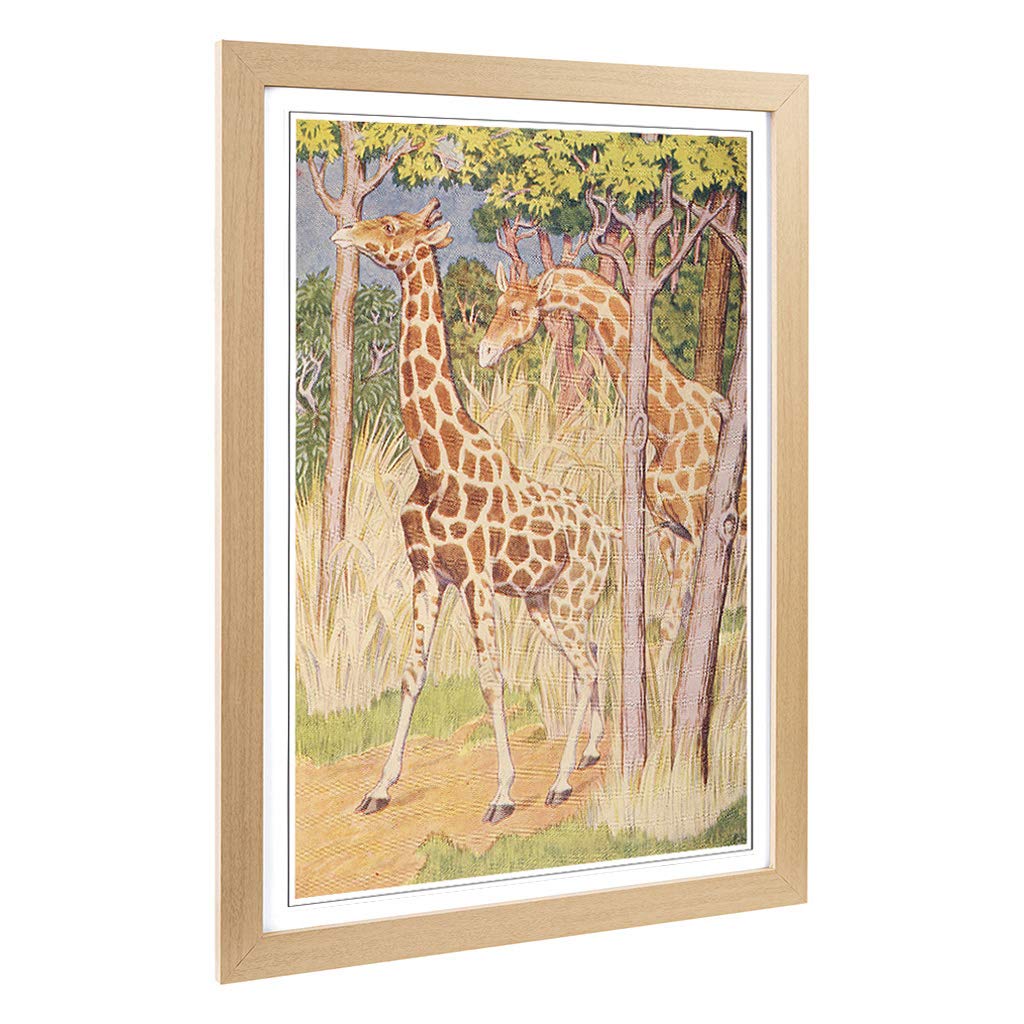 Big Box Art Framed Print of Vintage Percy J Billinghurst Giraffes Design | Wall Art Picture | Home Decor for Kitchen, Living Room, Bedroom, Hallway, Oak, A2 / 24.5x18 Inch / 62x45cm