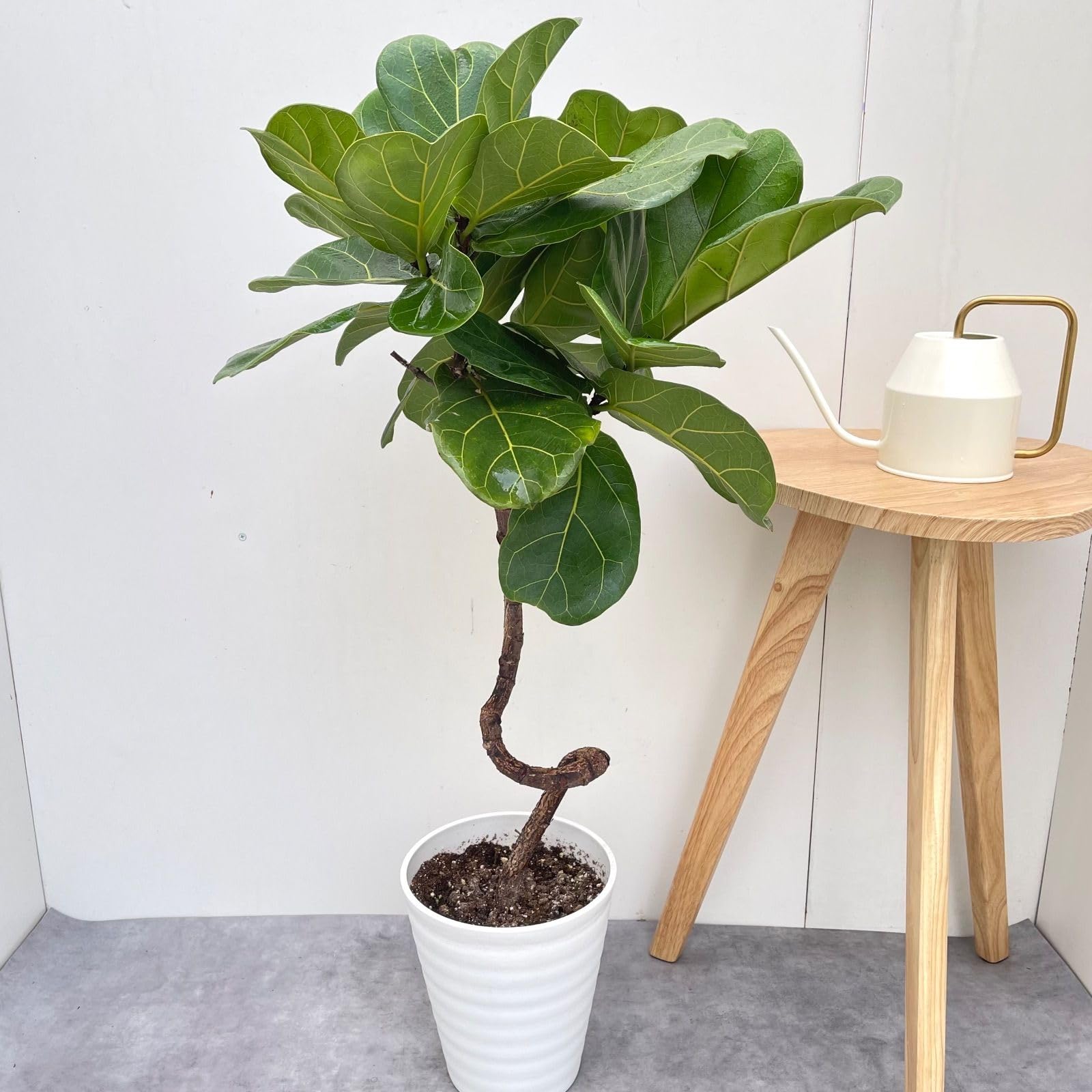 Amazon｜カシワバゴム バンビーノ 曲がり 15現観葉植物 室内 7号｜観葉
