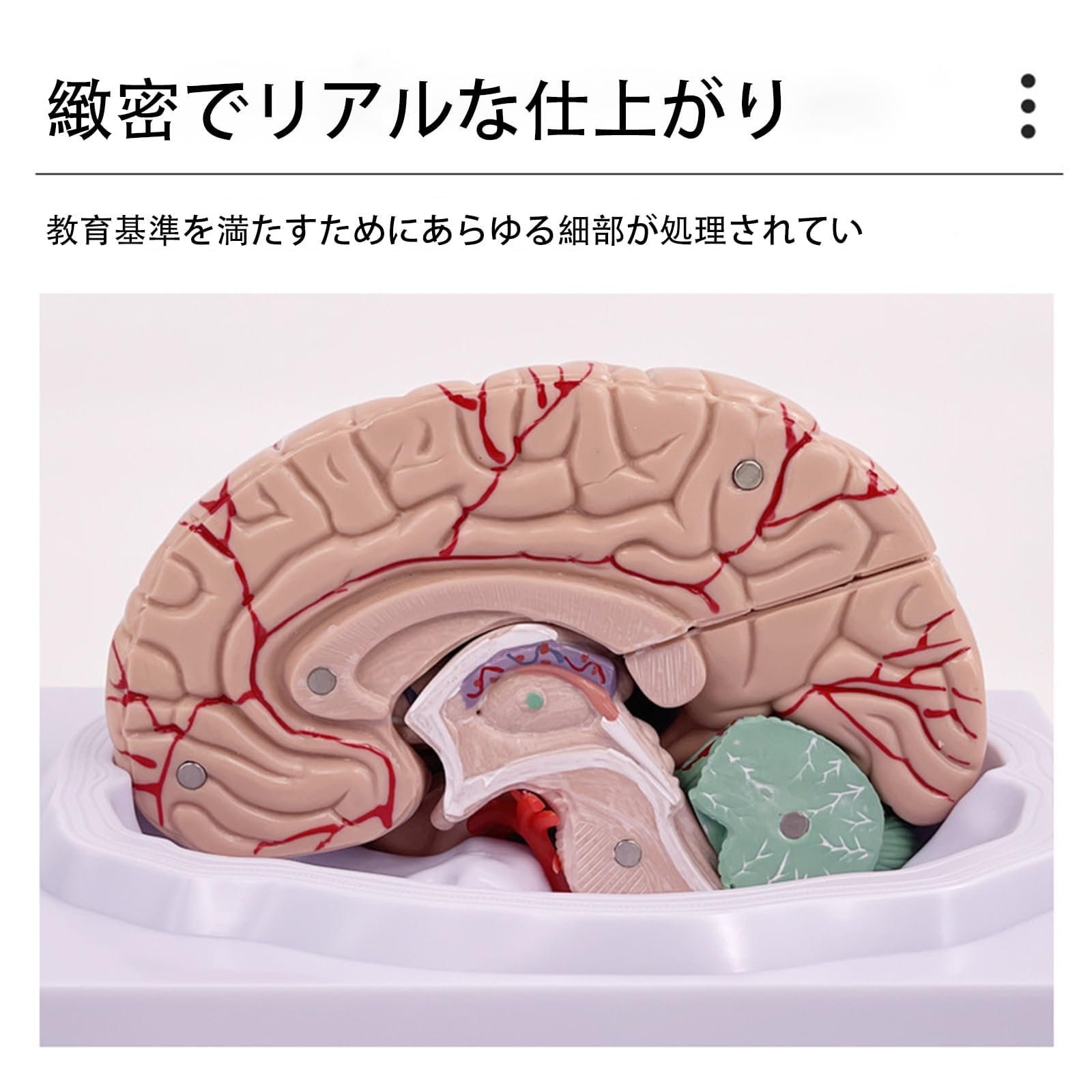 Amazon.co.jp: YHXSMAOY 神経科学脳モデル 脳模型 等身大 人間の