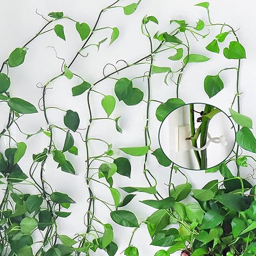 Miniatura 7 de Clips de pared para escalada de plantas, 100 ganchos autoadhesivos para fijadores de plantas, soporte de plantas de jardín y verduras, clip de