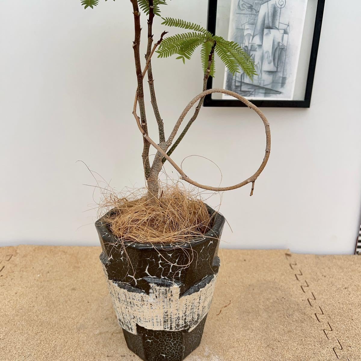 Amazon.co.jp: 現物販売 エバーフレッシュ ネムノキ 曲がり 盆栽