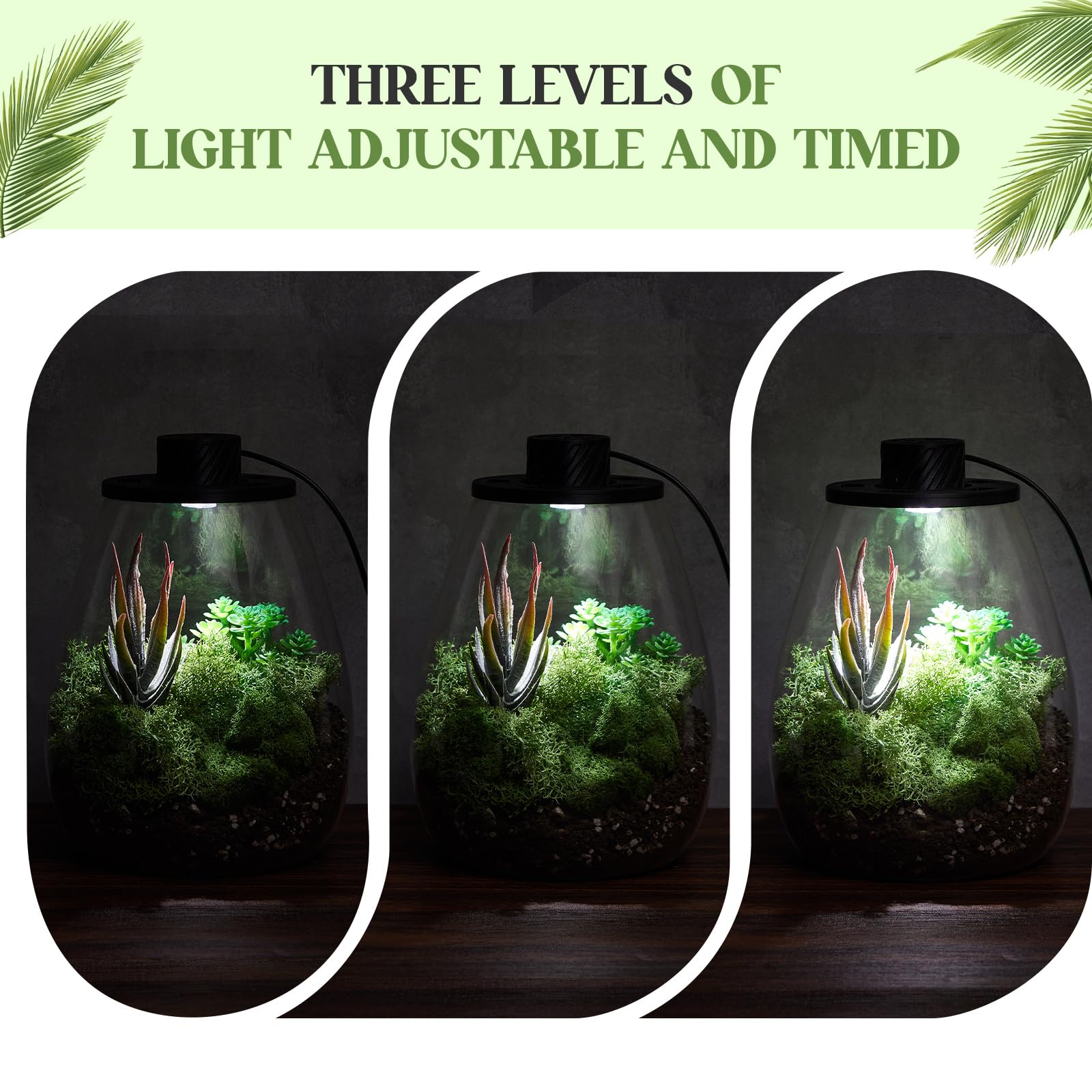 Maxdot Kit de terrario de vidrio con luz LED de crecimiento, terrario de escritorio para trampa de moscas Venus, suculentas, musgo y jardín en miniatura, maceta de escritorio de vidrio de borosilicato