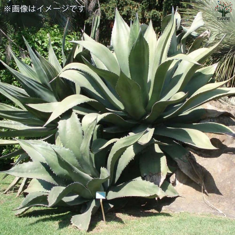 サルミアナ　フェロックス　グリーンジャイアント　希少　おまけ付き Amazon.co.jp: ITANSE アガベ・サルミアナ フェロックス