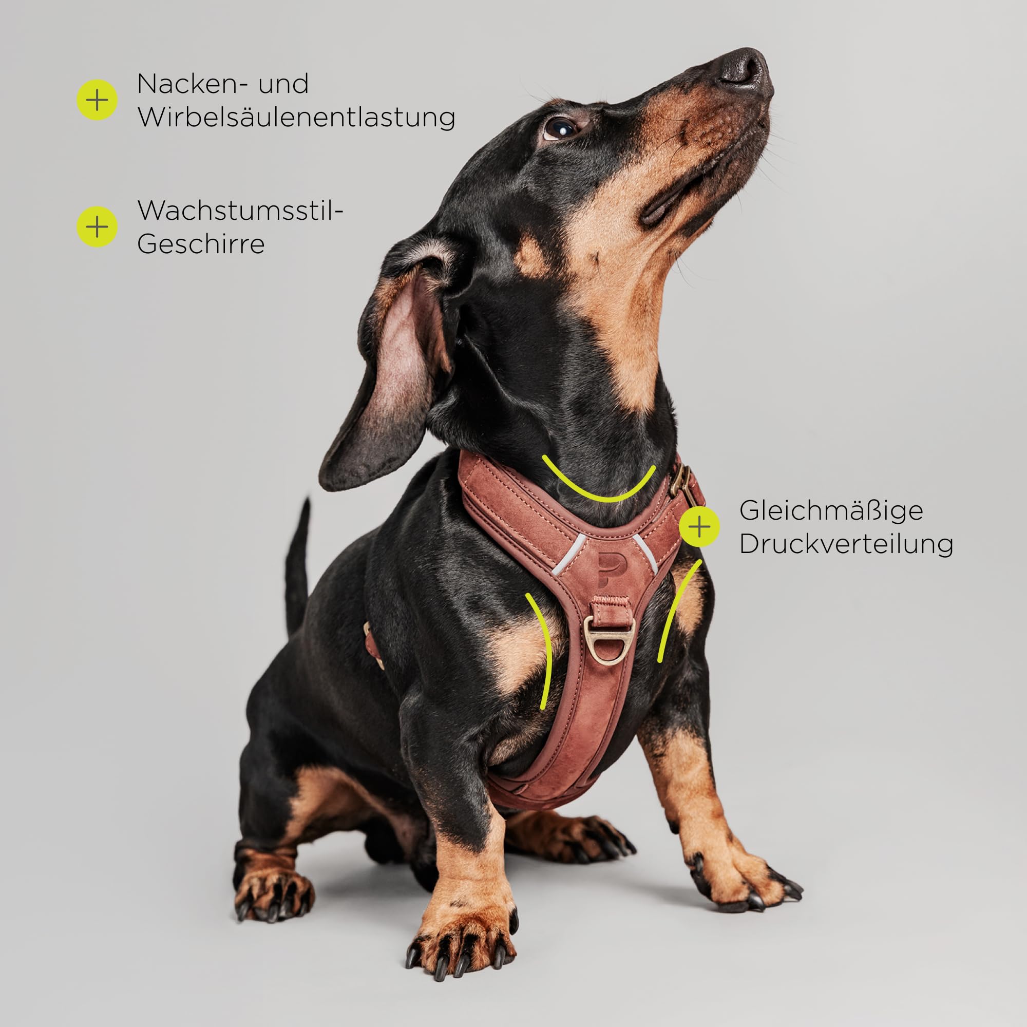 Lord Leder Hundegeschirr mit Guard-Konstruktion | Natürliche Rindsleder, für Mittlere Hunde, Komfort und Bewegungsfreiheit, Stabiles Führen an Der Leine