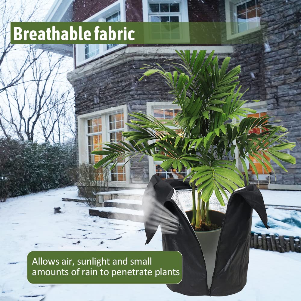 snake plant price 3-5 FT Snake Plant (trifasciata)- NYC, NJ, CT, Boston, Providence,  Washington DC, Baltimore, Philadelphia, Princeton, Long Island, and Upstate  NY Local Plant Delivery  Dahing Plants