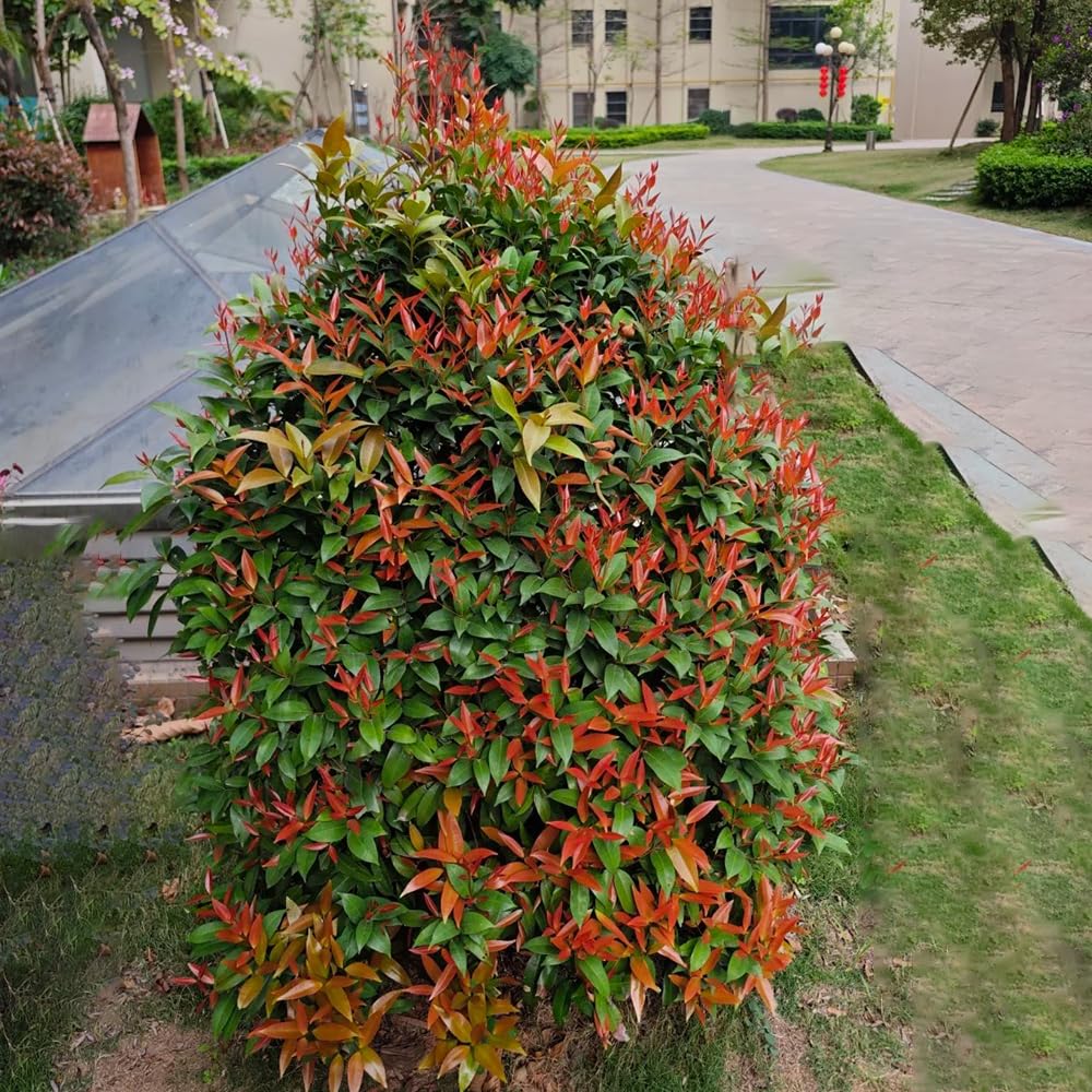 300 pcs photinia red robin pflanzen garten glanzmispel red robin  samen(heckenpflanzen) winterharte kbelpflanzen buchsbaum bume garten  winterhart immergrne strucher winterhart winterharte : Amazon.de: Garten