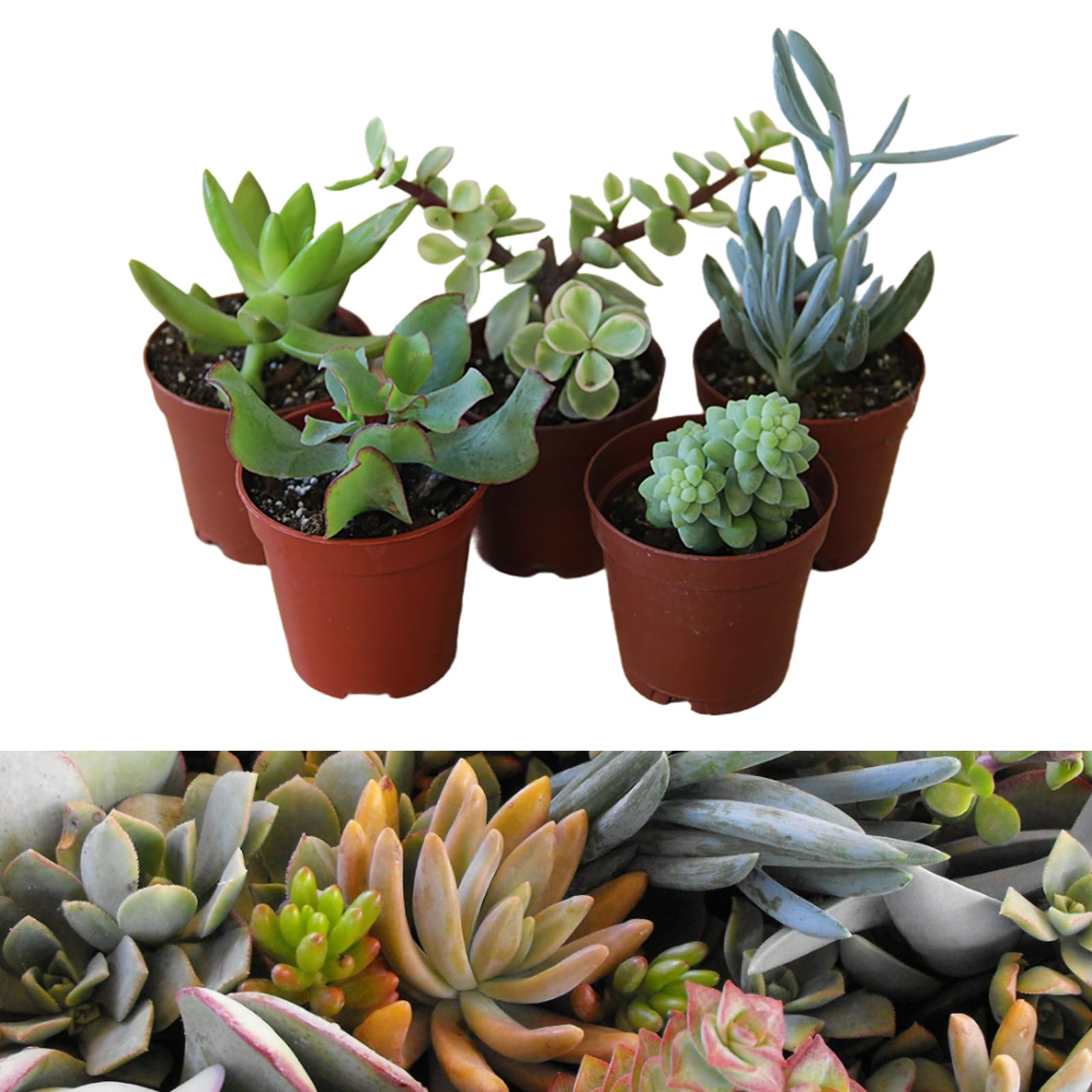 Carbeth Plants - 5 Mixed Succulent Plants in 5.5cm Pots - Indoor Plants Ideal for Beginners