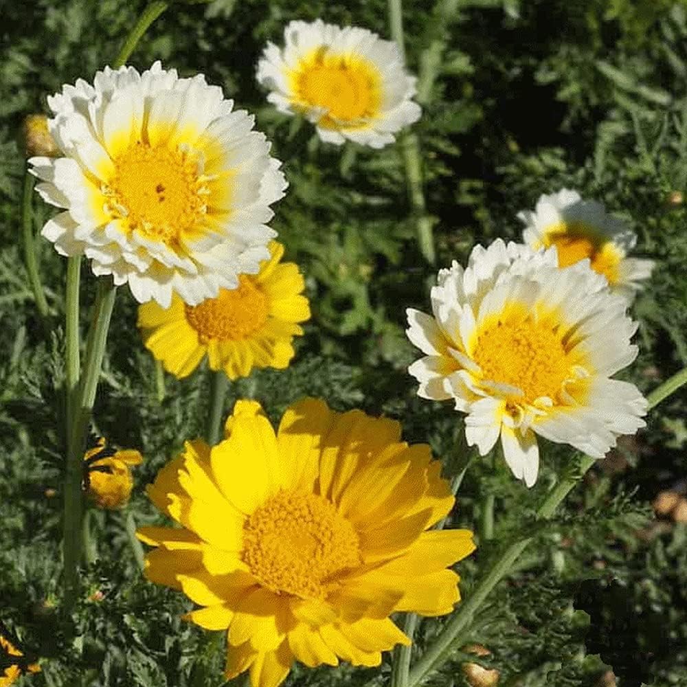 Flores