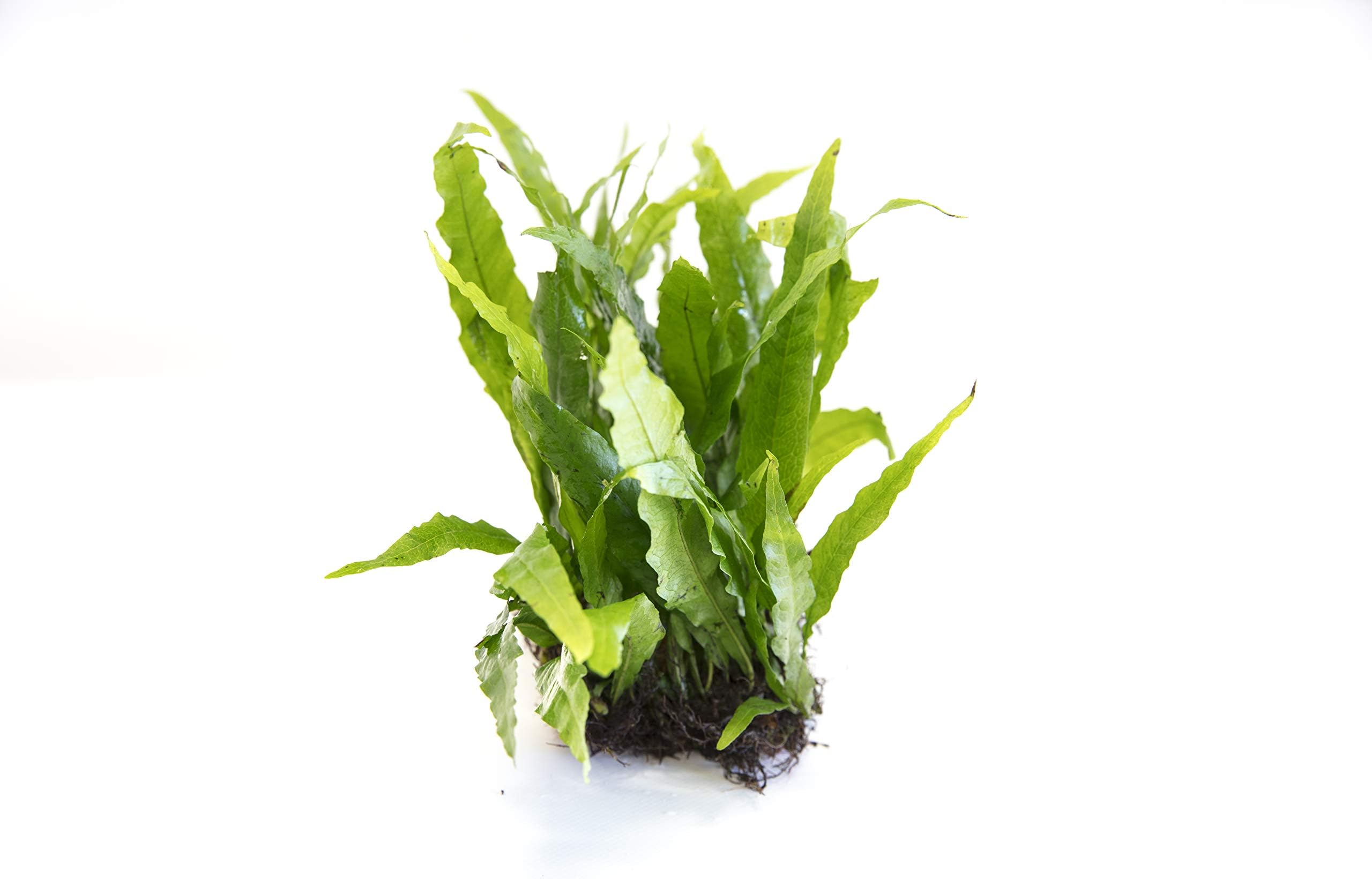 Java Fern Microsorium pteropus Live Aquarium Plants Aquatic Plant Fish Tank (5)