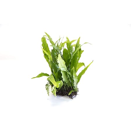 10 Java Fern Microsorium pteropus Live Aquarium Plants Aquatic Plants ...