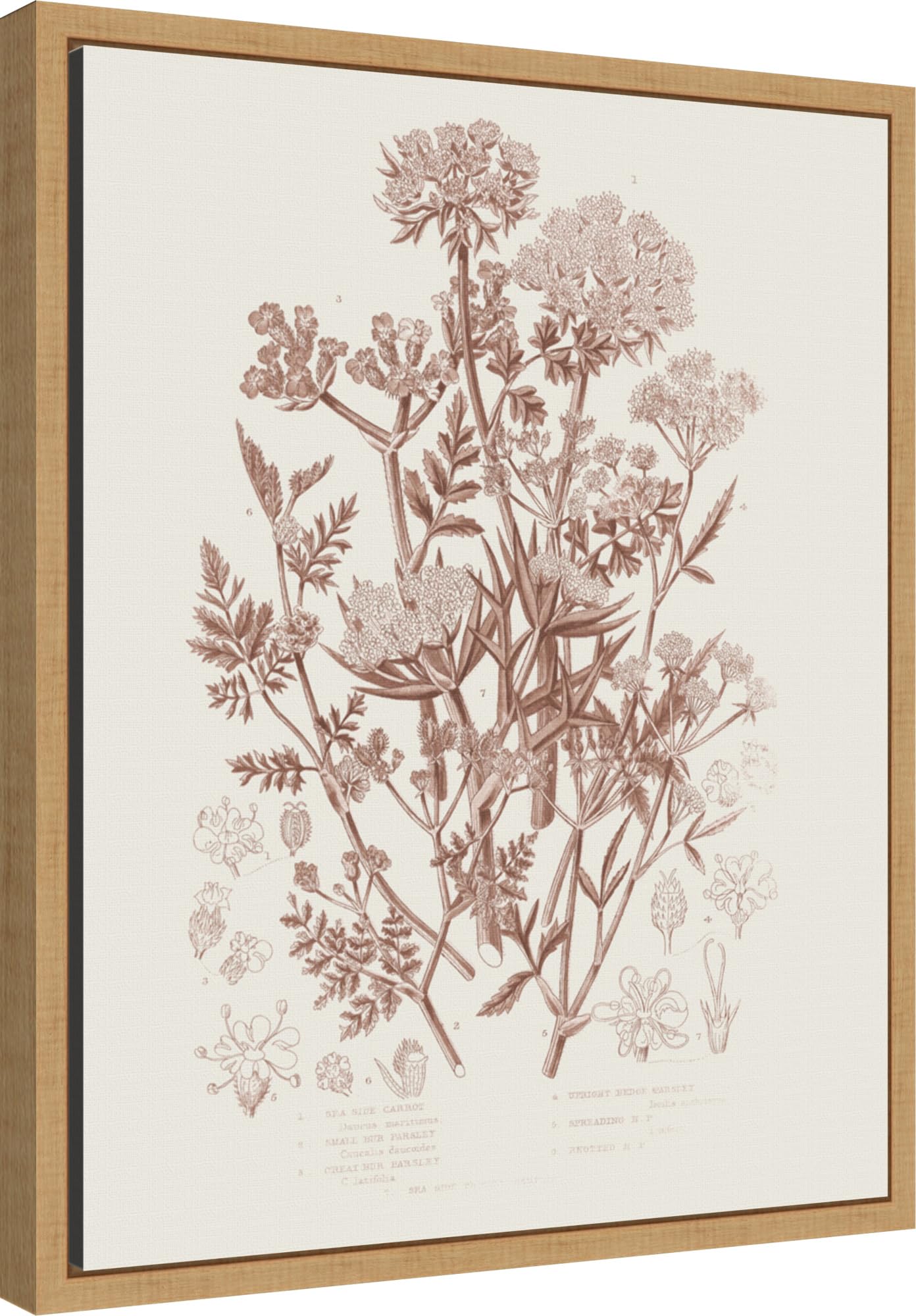 Amanti Art Framed Canvas Wall Art 20x16 Flowering Plants IV Brown by Wild Apple Portfolio, Framed Wall Art Canvas, Flowers Artwork, Modern Decor, Small Poster Painting for Living Room, Bedroom,