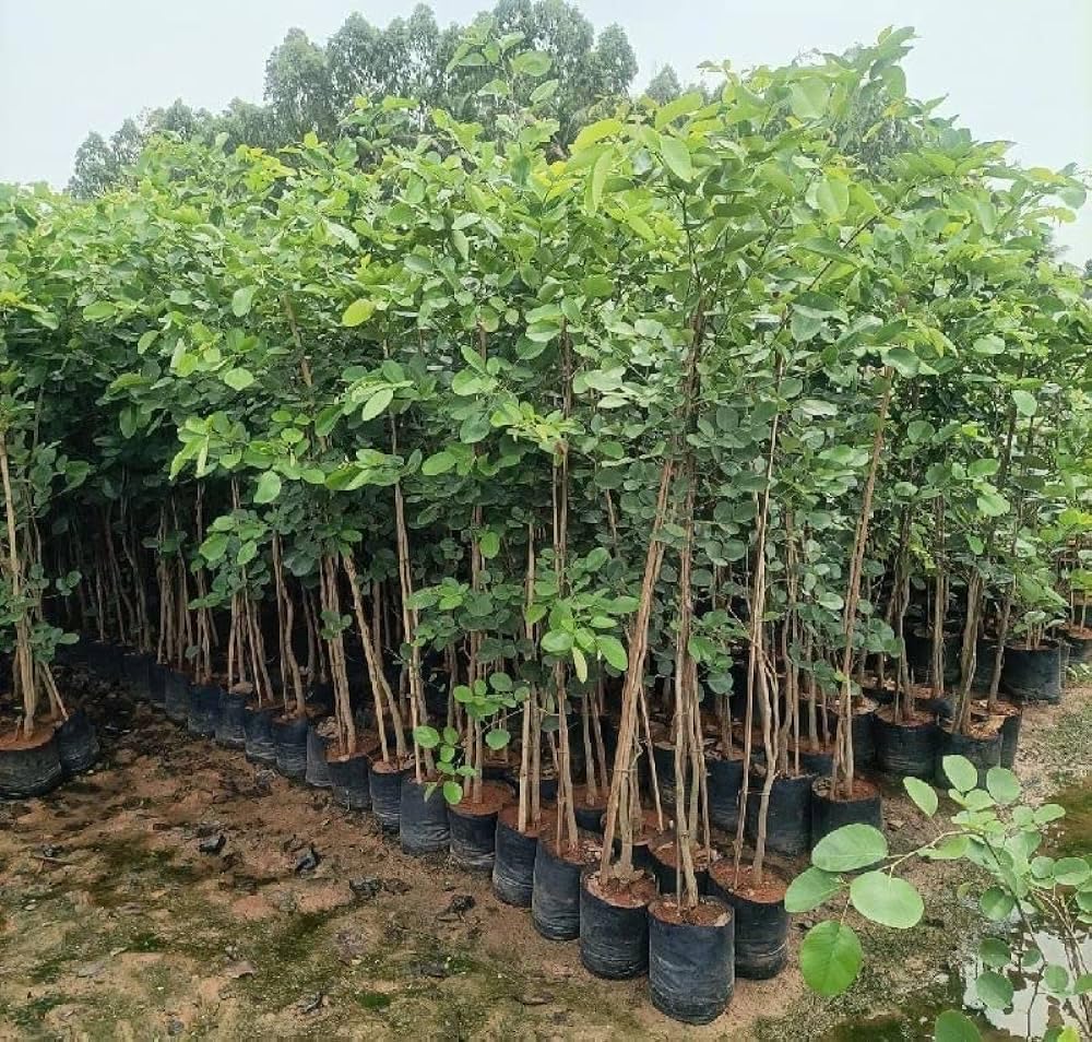 Red sandalwood seeds for plantation || Seeds for red sandalwood plantation || 12 seeds (B0CR6NXHYS) Amazon Price History, Amazon Price Tracker