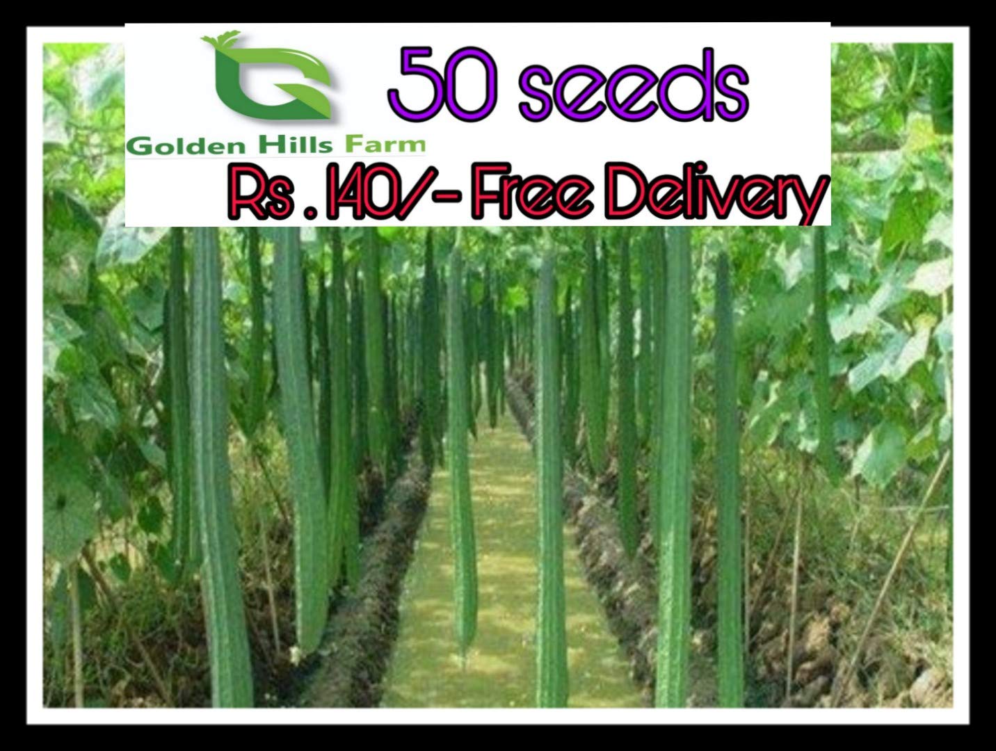 Golden Hills Farm 50 seeds Vegetable Seeds : Ridge Gourd Seeds - Variety Jaipur Long For Terrace Garden seeds (B07S3JVT3T) Amazon Price History, Amazon Price Tracker