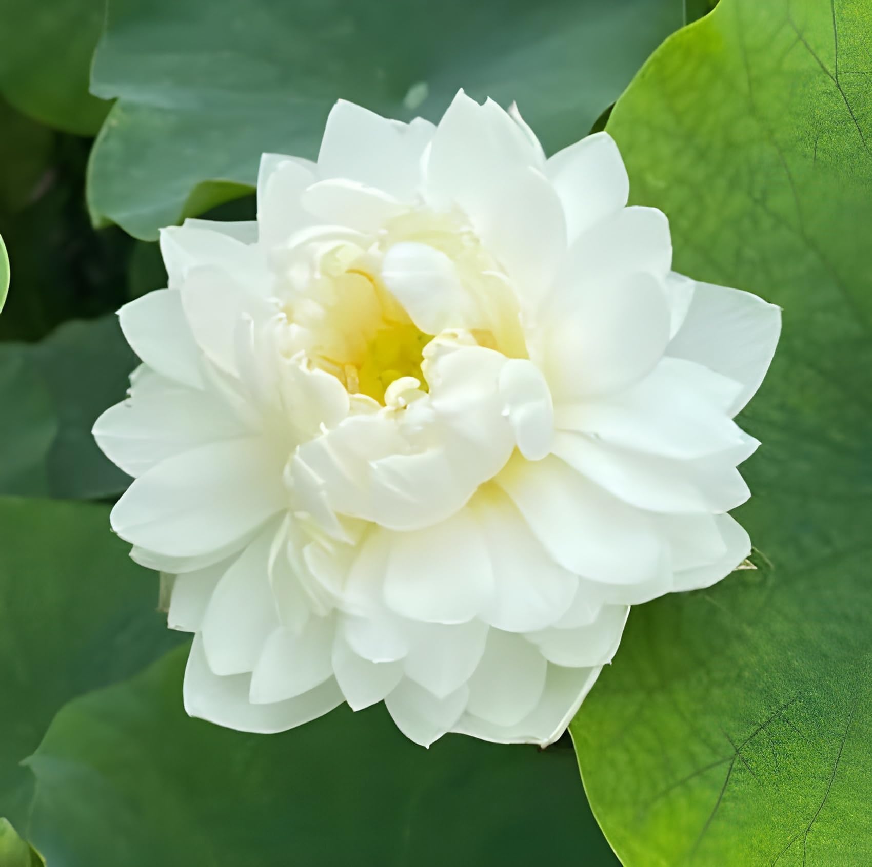 Adhikaryshop All Season Hybrid White Lotus Live Plant Big Water Lily (TUBER) Orginal Variety Blooming With in 30 Days For Outdoor and Indoor Plant, Pack of 1 Tuber (B0CLB6NSQ9) Amazon Price History, Amazon Price Tracker