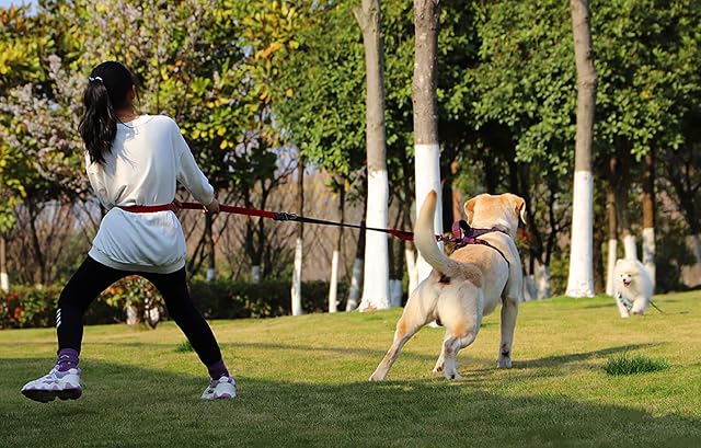 Foto 3 de 6 de Correa de Perro, SOGA Perro Versátil con Doble Mango Asa Acolchada