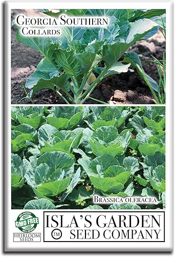 Miniatura 2 de Georgia Southern Collards Seeds para plantar, más de 500 semillas tradicionales por paquete, semillas de jardín de Isla (semillas de jardín de