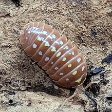 10 Armadillidium klugii Orange Clown Isopods | Live Isopods Bioactive Cleanup Crew | Live Arrival Nationwide!