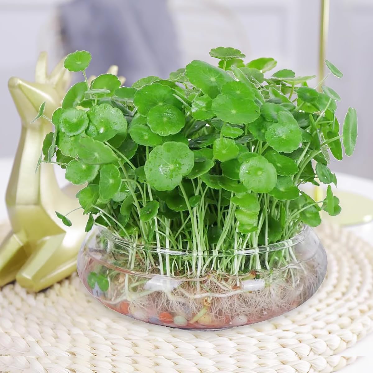Authentic Pilea peperomioides (Chinese Money Tree/Coin Plant) Fresh Grow | Attracts Financial Growth & Elevates Contemporary Corporate Cabins (1 Live Healthy Plant With Extra Vine)-image-41