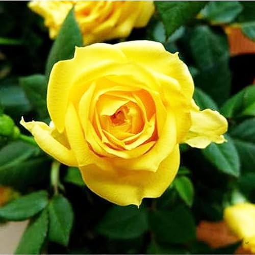 Miniatura 3 de CHUXAY GARDEN 10 semillas de rosa amarilla arbusto rosa planta floreciente amarillo brillante nativo flores silvestres decoración jardín bajo