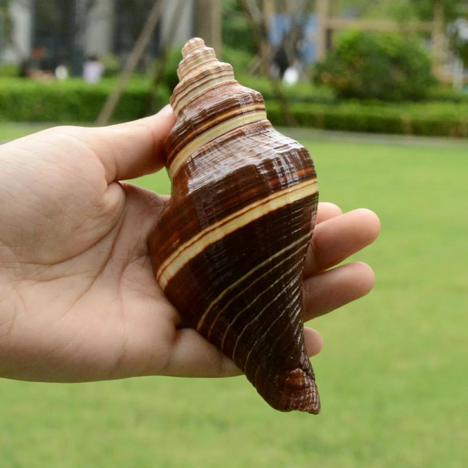 Conchiglie marine riempitivo, 1 pezzo nero indiano corona conchiglia grande naturale gigante vera conchiglia decorazione acquario originale mare decorazione casa acquario acquario 8-10 cm