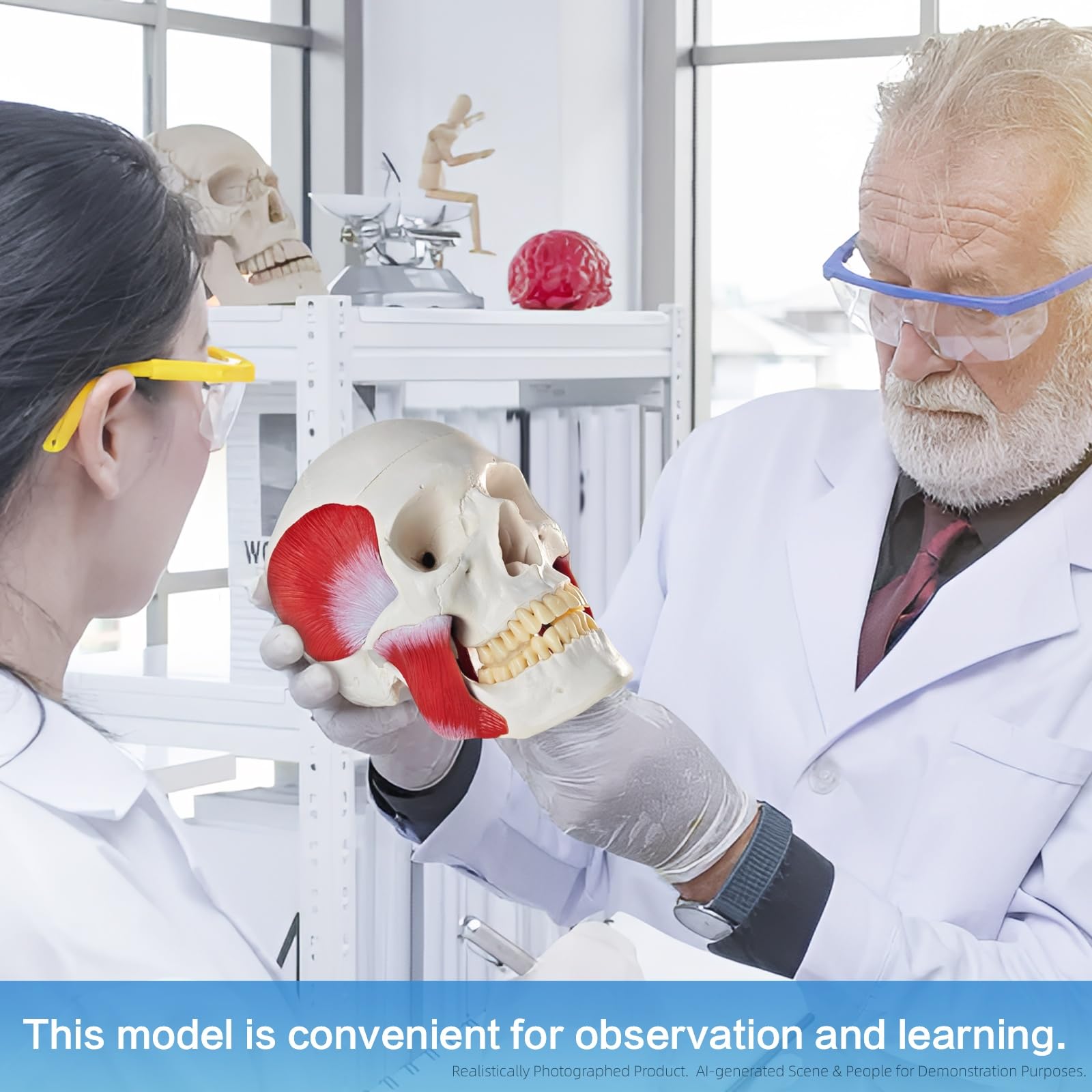Menschliches Anatomie-Schädelmodell, Mit Kaumuskulatur, 1:1 Lebensgröße | EVOTECH SCIENTIFIC Schädel-Anatomiemodell, Geeignet Für Anatomiestudium, Bildung Und Lehrzwecke