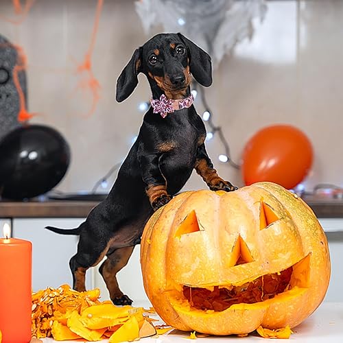 Miniatura 6 de ARING PET Collar de perro de Halloween, lindo collar de calabaza rosa con flor, ajustable de algodón con lámpara de calabaza de Halloween, collar de