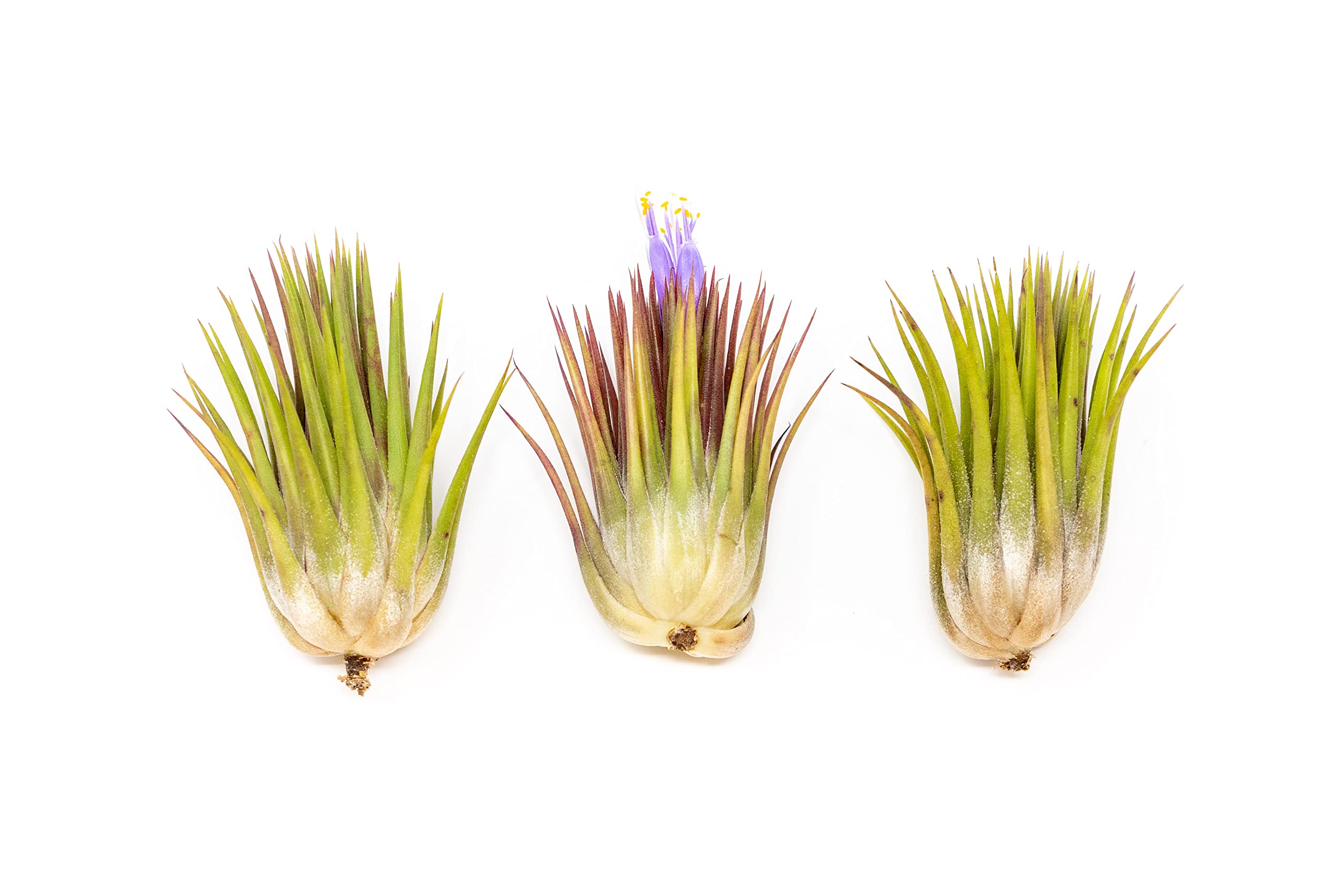 3 Pack Jumbo Air Plant Ionantha Guatemala 'Macho' - Live Tillandsia Succulent House Plants - Available in Wholesale and Bulk - Home and Garden Decor -