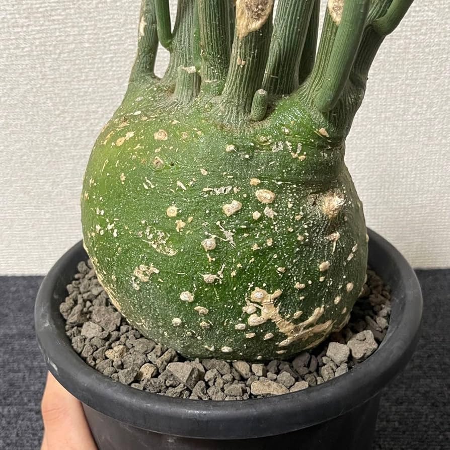 アデニア　プセウドグロボーサ　デカめ超扁平　発根済み アデニア プセウドグロボーサ デカめ超扁平 発根済み