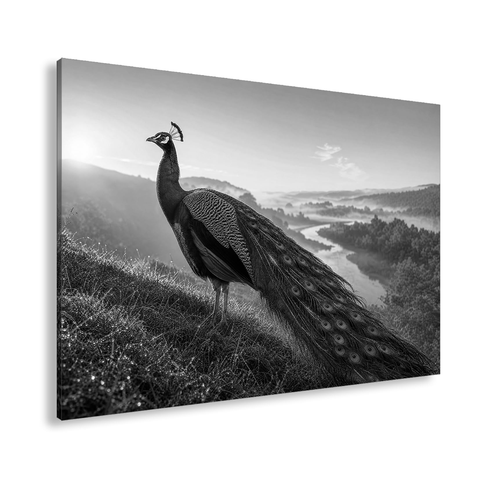 deyoli Obraz na płótnie paw na zielonym wzgórzu w porannej rosie 80 x 60 cm czarno-biały