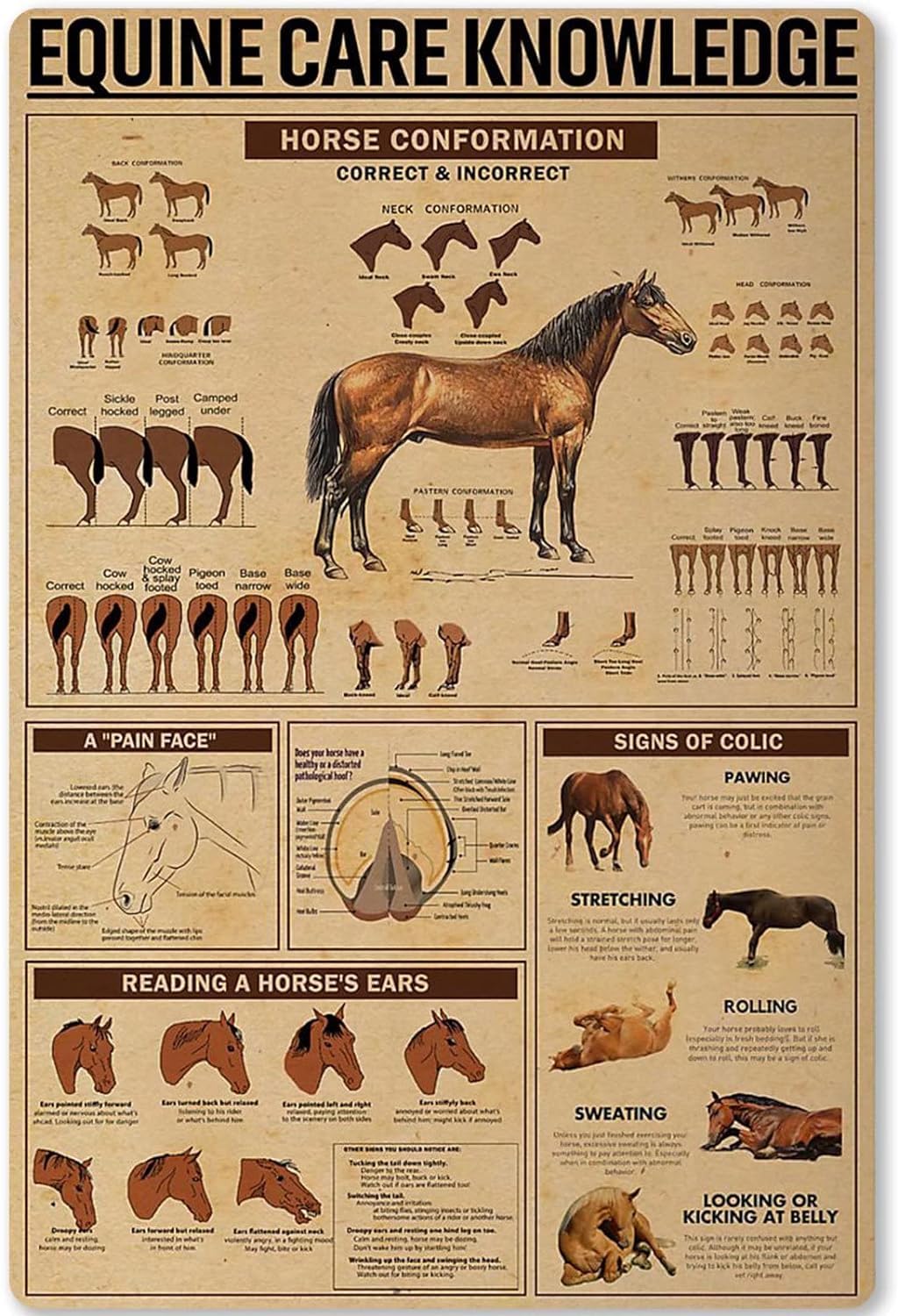 rayprint Equine Care Knowledge Metal Sign Horse Confor Mation Infographic Tin Poster for Farm Home Kitchen Home Wall Decoration Plaquees 8x12inch