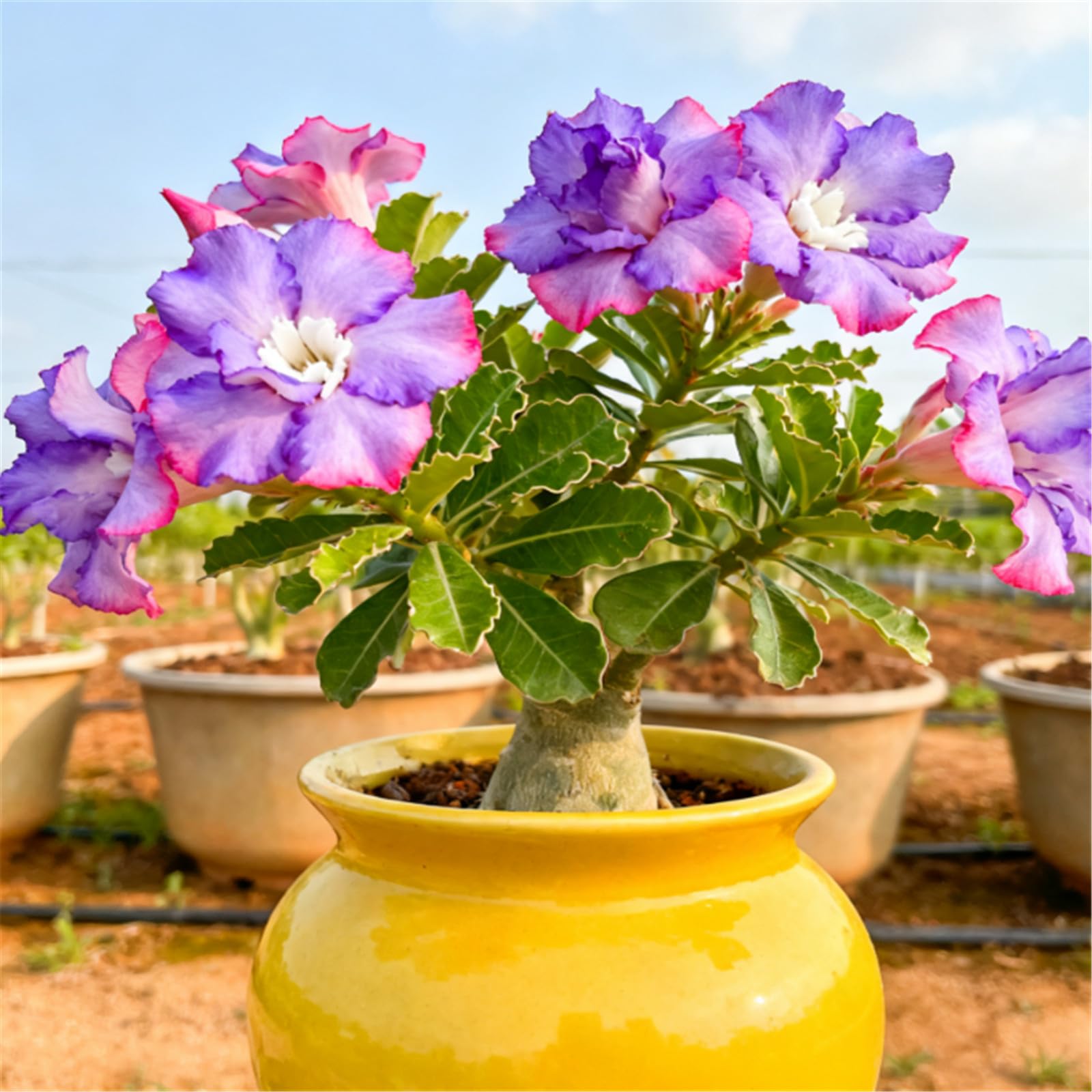 Drought-Tolerant Desert Rose Plants/Desert Rose Tubers/Cold-Hardy Perennials/Flowers Year-Round/Professional Planting for Stunning Garden Displays-3 Bulbs-I