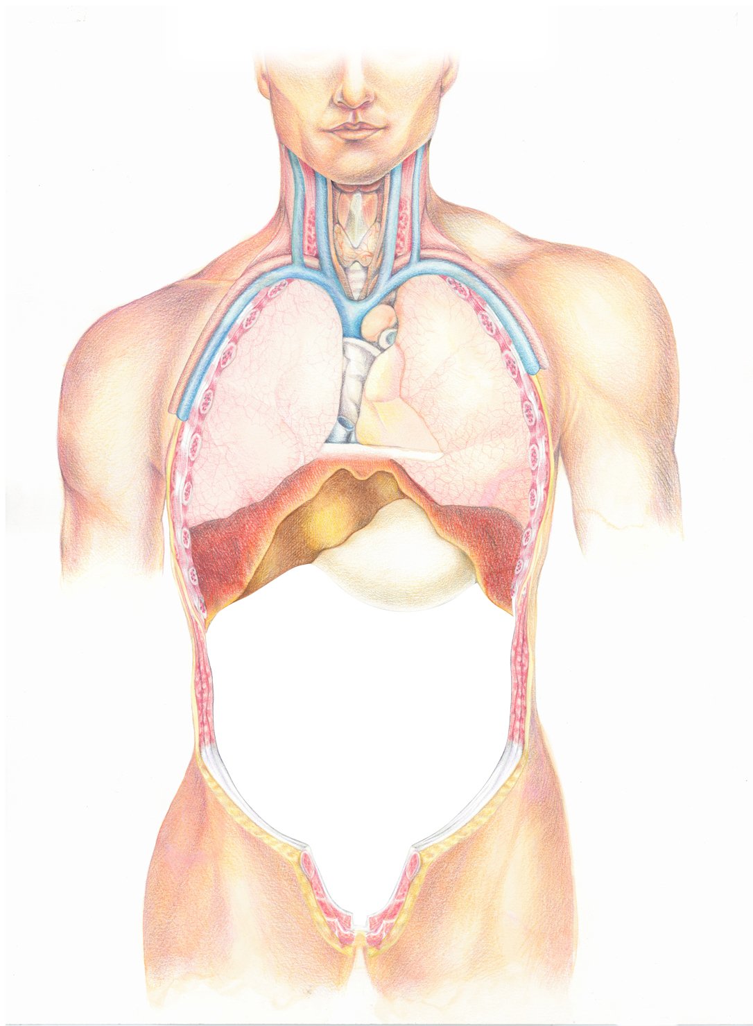 Atlas of the Human Body
