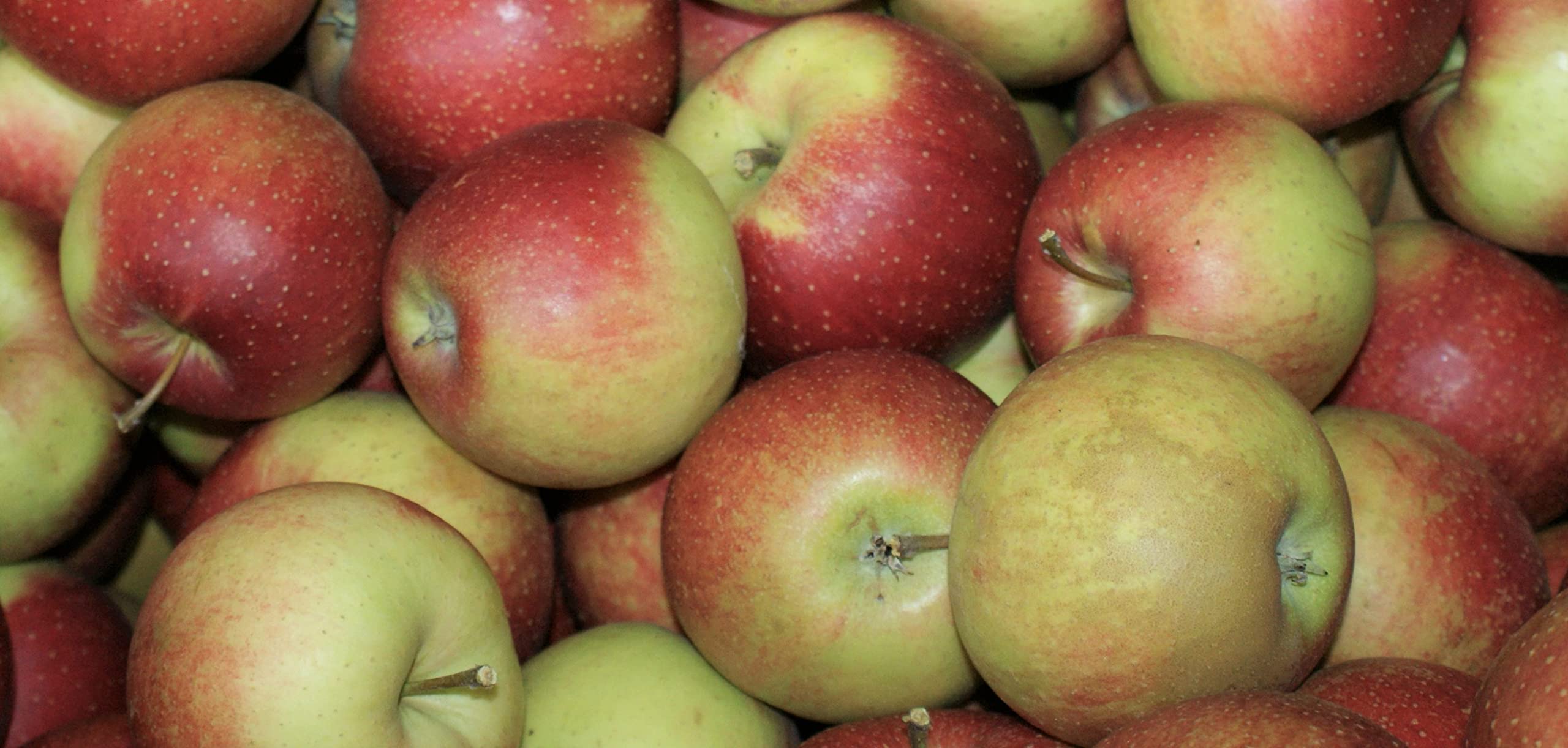 Äpfel Wellant Allergikerapfel aus Deutschland Bodensee 1-10 KG